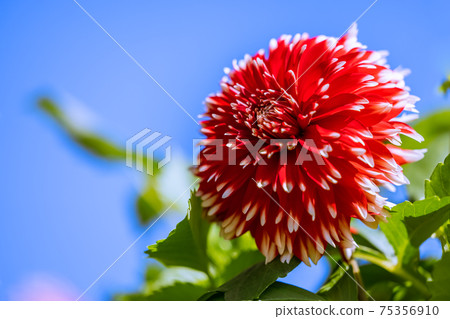 Dahlia flower Dahlia flower 75356910