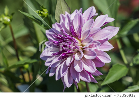 大麗花花 75356932