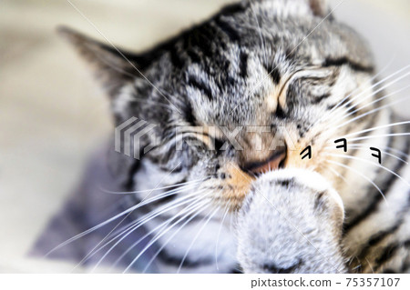 Smiling cat Smiling cat 75357107