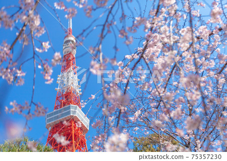 “東京”東京鐵塔和櫻花 75357230