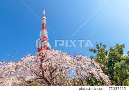 “東京”東京鐵塔和櫻花 75357235