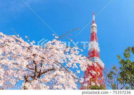 "Tokyo" Tokyo Tower and Sakura "Tokyo" Tokyo Tower and Sakura 75357236