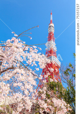 “東京”東京鐵塔和櫻花 “東京”東京鐵塔和櫻花 75357237