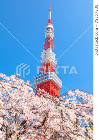 “東京”東京鐵塔和櫻花 “東京”東京鐵塔和櫻花 75357239
