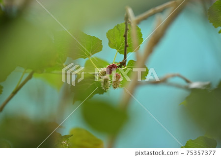 Organic red green mulberry fruits on tree Organic red green mulberry fruits on tree 75357377
