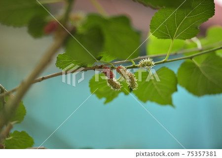 Organic red green mulberry fruits on tree Organic red green mulberry fruits on tree 75357381