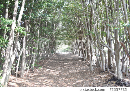 Mimosa in the bright blooming Obu Green Park 75357785