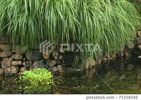 Fan fan Fan fan 75358598