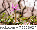 Katakuri flowers and cherry blossom petals 75358627