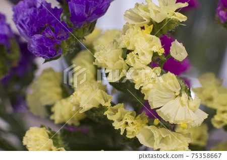 This is a close-up photo of yellow statice. The scientific name is Limonium sinuatum. This is a close-up photo of yellow statice. The scientific name is Limonium sinuatum. 75358667
