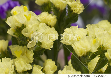 這是黃色靜電的特寫鏡頭照片,科學名稱是Limonium sinuatum。 這是黃色靜電的特寫鏡頭照片,科學名稱是Limonium sinuatum。 75358669