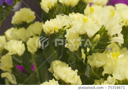 This is a close-up photo of yellow statice. The scientific name is Limonium sinuatum. 75358671