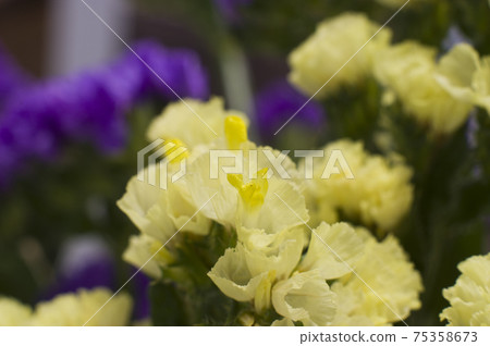 This is a close-up photo of yellow statice. The scientific name is Limonium sinuatum. 75358673