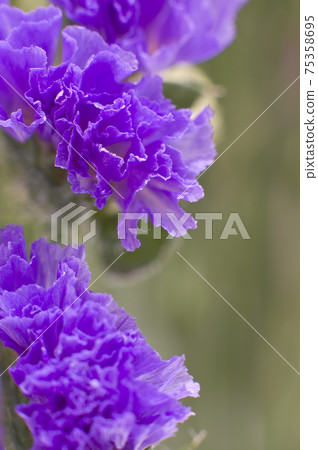 It is a close-up photograph of purple statice. The scientific name is Limonium sinuatum. It is a close-up photograph of purple statice. The scientific name is Limonium sinuatum. 75358695