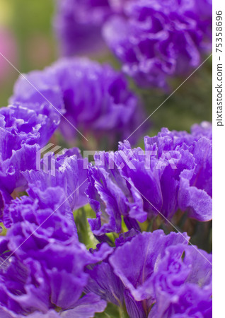 It is a close-up photograph of purple statice. The scientific name is Limonium sinuatum. 75358696