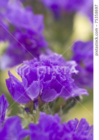 這是一張紫色長焦的特寫照片,學名是Limonium sinuatum。 這是一張紫色長焦的特寫照片,學名是Limonium sinuatum。 75358697