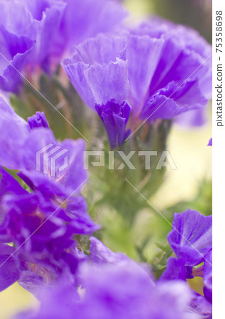 這是一張紫色長焦的特寫照片,學名是Limonium sinuatum。 這是一張紫色長焦的特寫照片,學名是Limonium sinuatum。 75358698