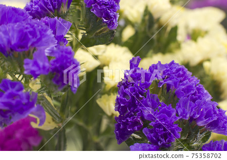 It is a close-up photograph of purple statice. The scientific name is Limonium sinuatum. It is a close-up photograph of purple statice. The scientific name is Limonium sinuatum. 75358702