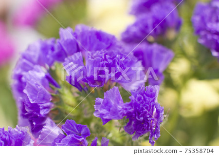 It is a close-up photograph of purple statice. The scientific name is Limonium sinuatum. 75358704