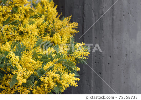 Bright spring mimosa flowers. Festive spring season concept. Symbol of 8 March, women's day. Mimosa branches, yellow flowers bouquet, copyspace for text 75358735
