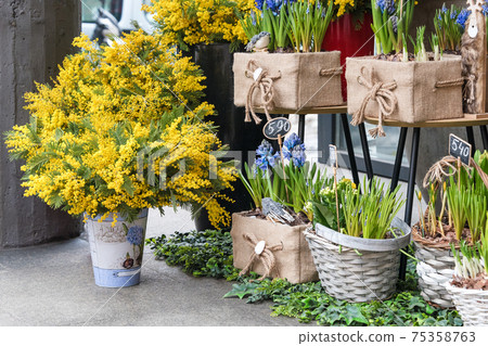 Flowers for sale at flower market. Bulbous perennial flowers for the garden. mimosa branches, early spring bulbs and crocuses growing in baskets. 75358763