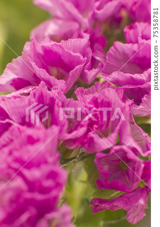This is a close-up photo of pink statice. The scientific name is Limonium sinuatum. 75358781