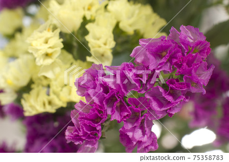 這是粉紅色的靜電的特寫照片,科學名稱是Limonium sinuatum。 這是粉紅色的靜電的特寫照片,科學名稱是Limonium sinuatum。 75358783