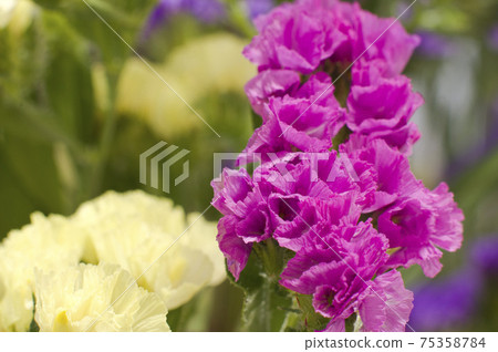 This is a close-up photo of pink statice. The scientific name is Limonium sinuatum. 75358784
