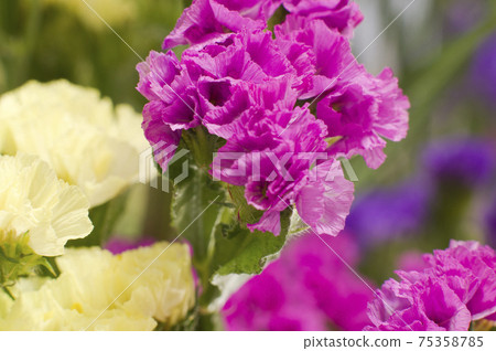 這是粉紅色的靜電的特寫照片，科學名稱是Limonium sinuatum。 75358785