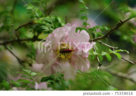 長角甲蟲吮羅莎hirtula花蜜 75359018