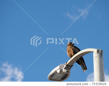 Tobi perched on a streetlight Tobi perched on a streetlight 75359020