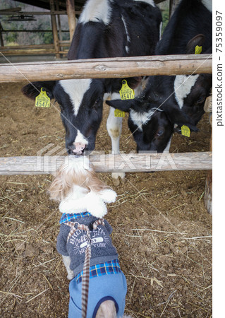 牛和西施 牛和西施 75359097