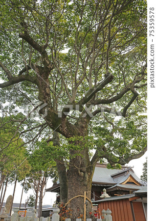 Nishimiya Hachimangu Nishimiya Hachimangu 75359578