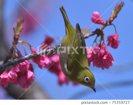 Blue sky, green birds and dark pink cherry blossoms 75359727