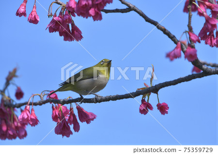 Blue sky, dark pink cold scarlet cherry blossoms, and a cute little green bird facing right 75359729