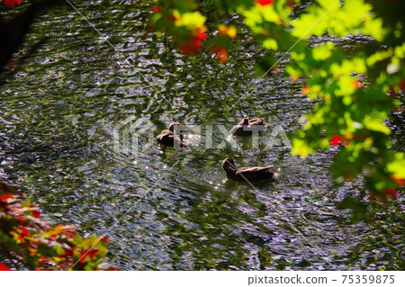 A flock of ducks grooming A flock of ducks grooming 75359875