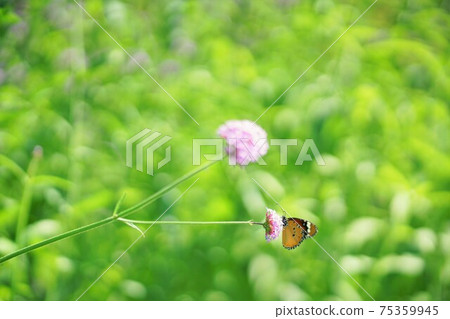 bloom, flower, flowers 75359945