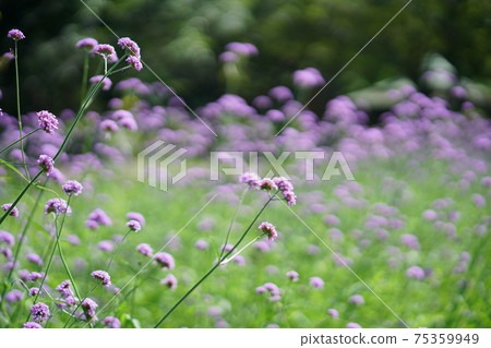 Purple Flower Purple Flower 75359949