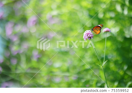 景觀，花朵和蝴蝶在泰國曼谷拉瑪九世公園 75359952