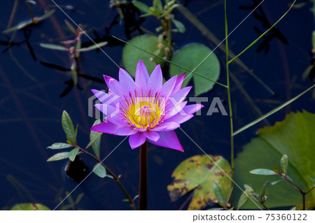 Asian Lotus Flower Growing in a Pond 75360122