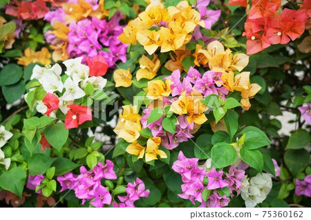 七彩九重葛(九重葛,九十九,、可可諾Ekazura) 七彩九重葛(九重葛,九十九,、可可諾Ekazura) 75360162