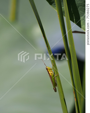 Leaf and grasshopper Leaf and grasshopper 75360275
