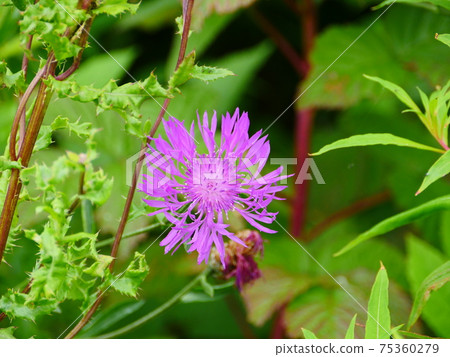 cornflower flower close up cornflower flower close up 75360279
