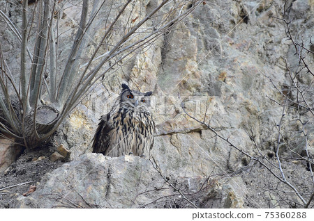 Eagle Owl Eagle Owl 75360288