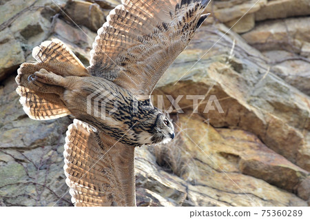 Eagle Owl Eagle Owl 75360289