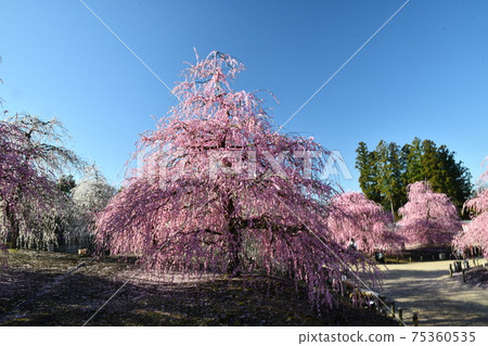 酒酒梅李子和藍天 75360535