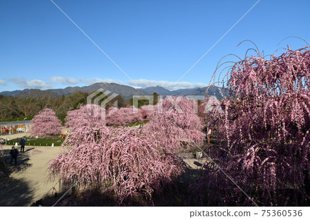 酒酒梅李子和藍天 75360536