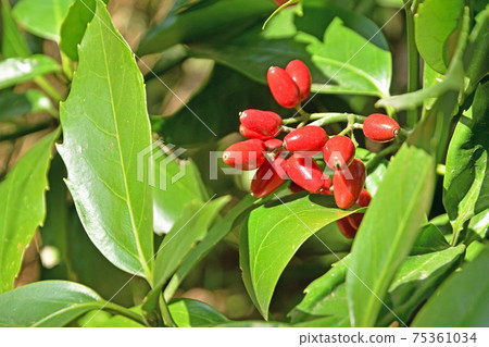 Tree: Aoki family Tree: Aoki family 75361034