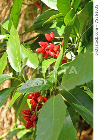 Tree: Aoki family Tree: Aoki family 75361035