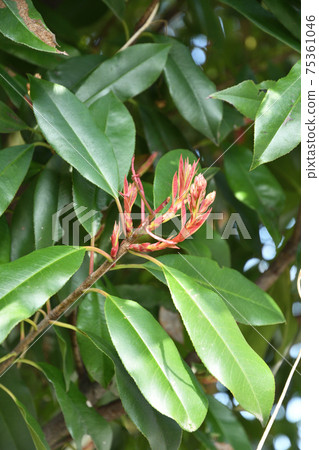 樹:Kaname mochi玫瑰家族 樹:Kaname mochi玫瑰家族 75361046